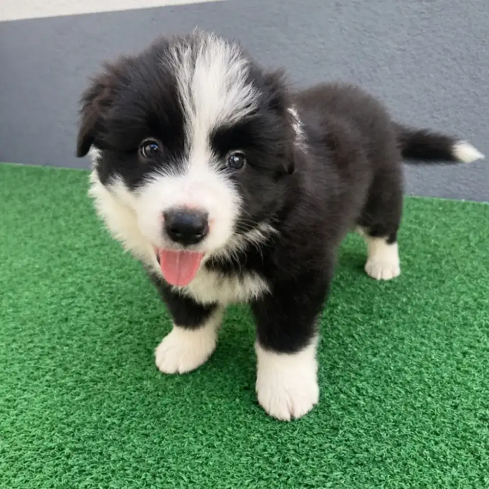 JUAL ANJING BORDER COLLIE