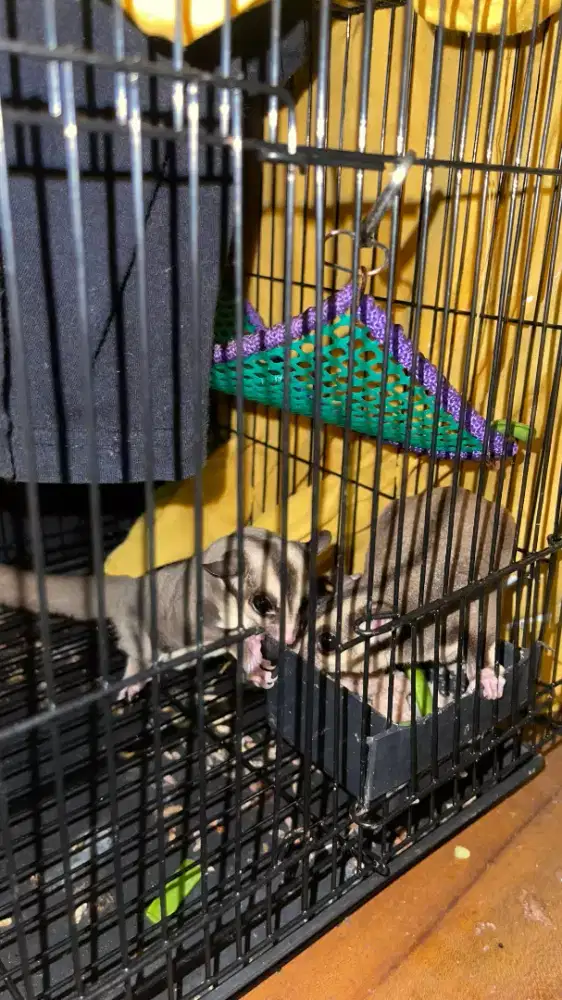 Sugar Glider Classic Grey Sepasang + KANDANG