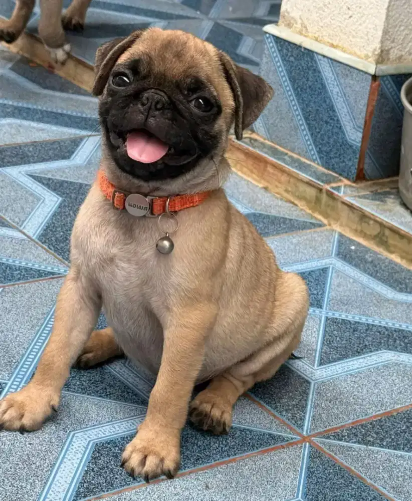 JUAL ANJING PUG