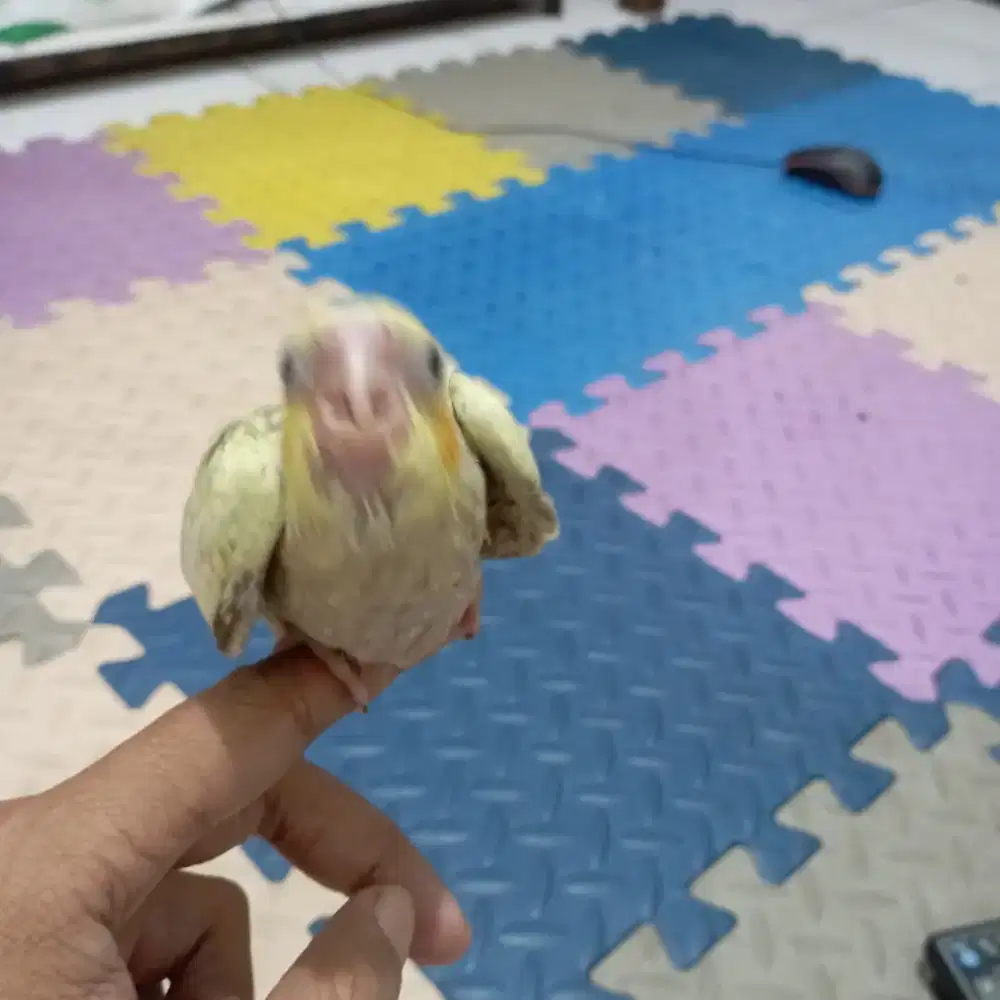 Burung Falk Parkit Australi