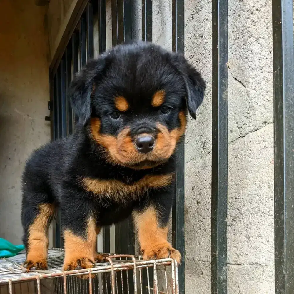 JUAL ANJING ROTTWEILER