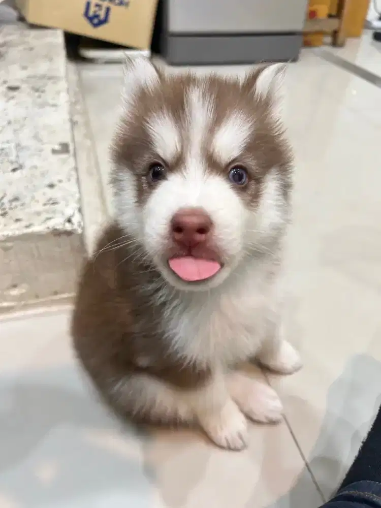 JUAL ANJING SIBERIAN HUSKY