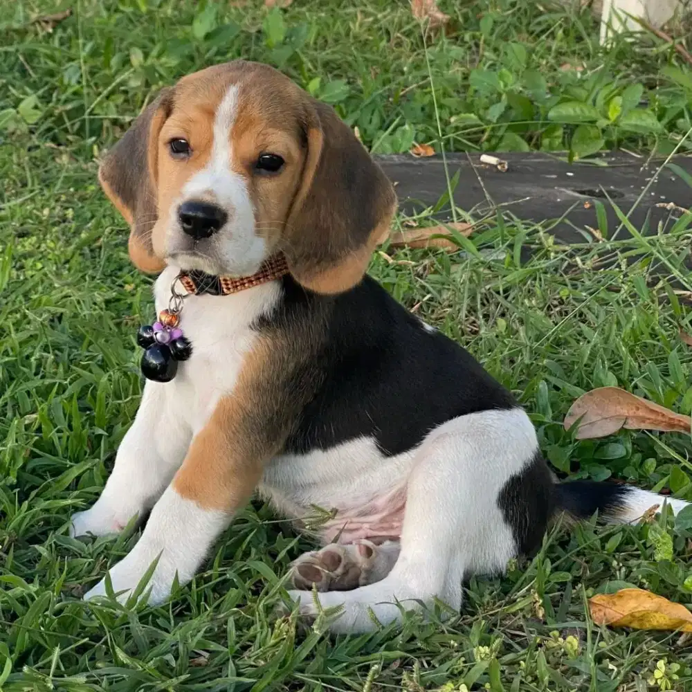 JUAL ANJING BEAGLE