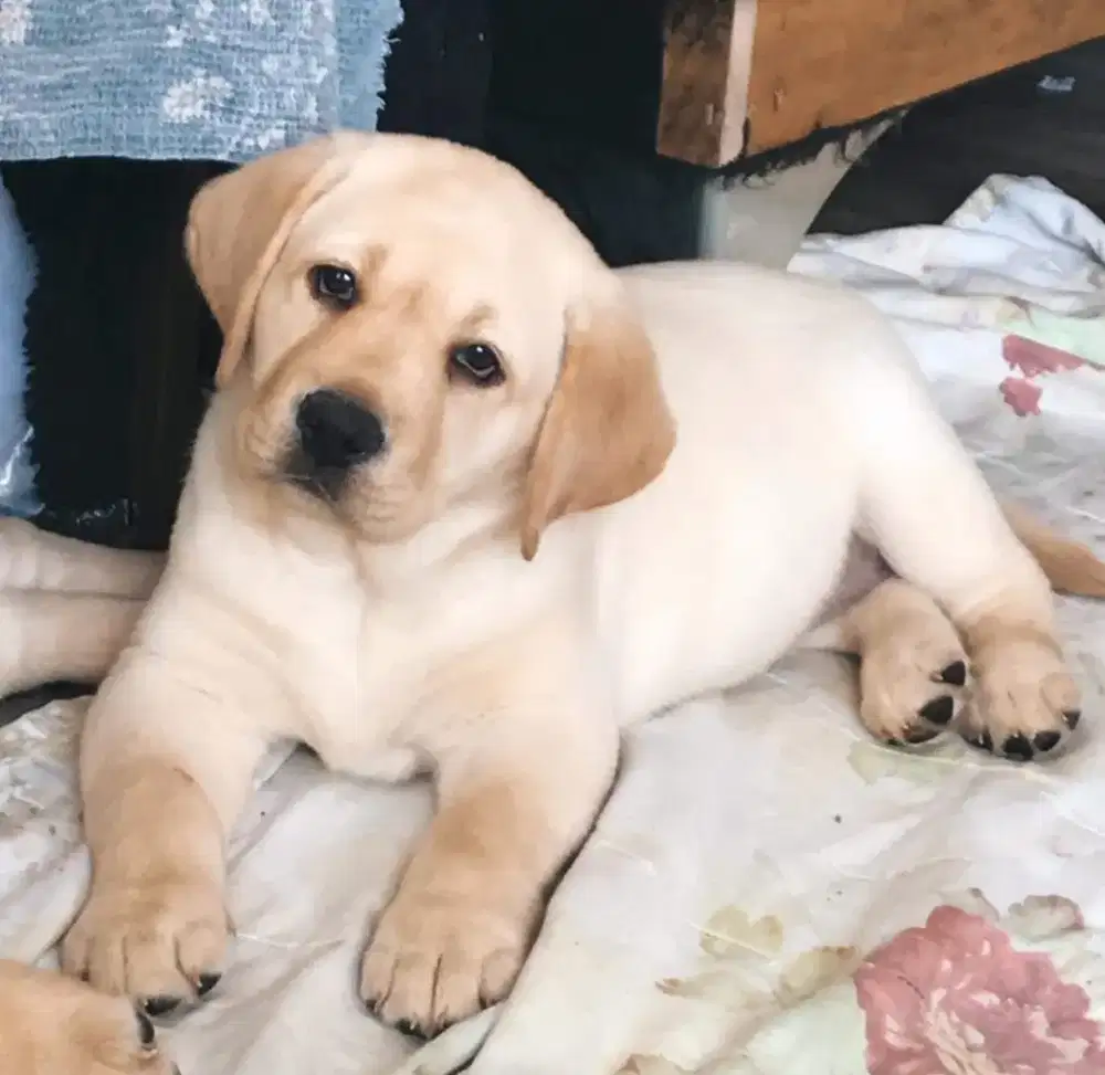 JUAL ANJING LABRADOR RETRIEVER