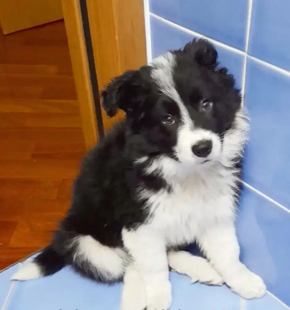 JUAL ANJING BORDER COLLIE