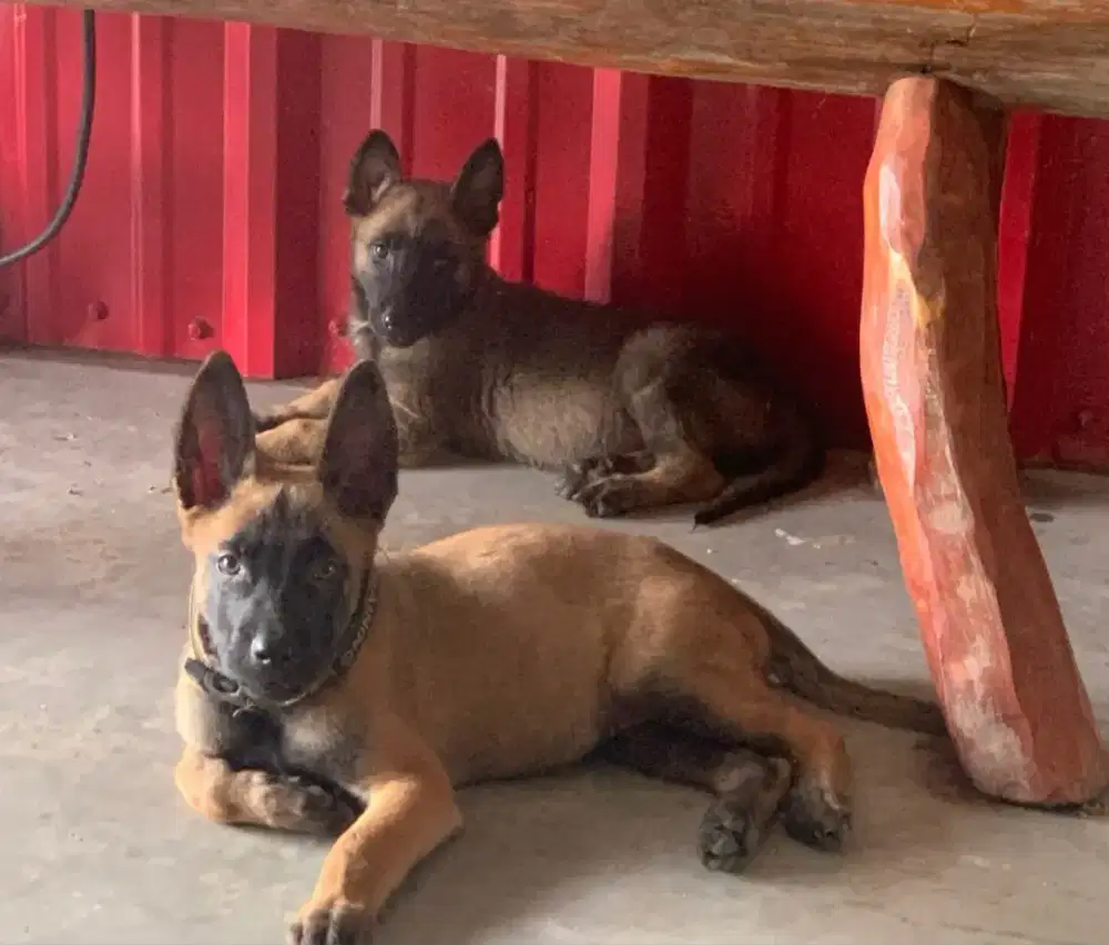 JUAL ANJING BELGIAN MALINOIS