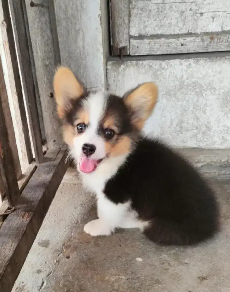 JUAL ANJING WELSH CORGY