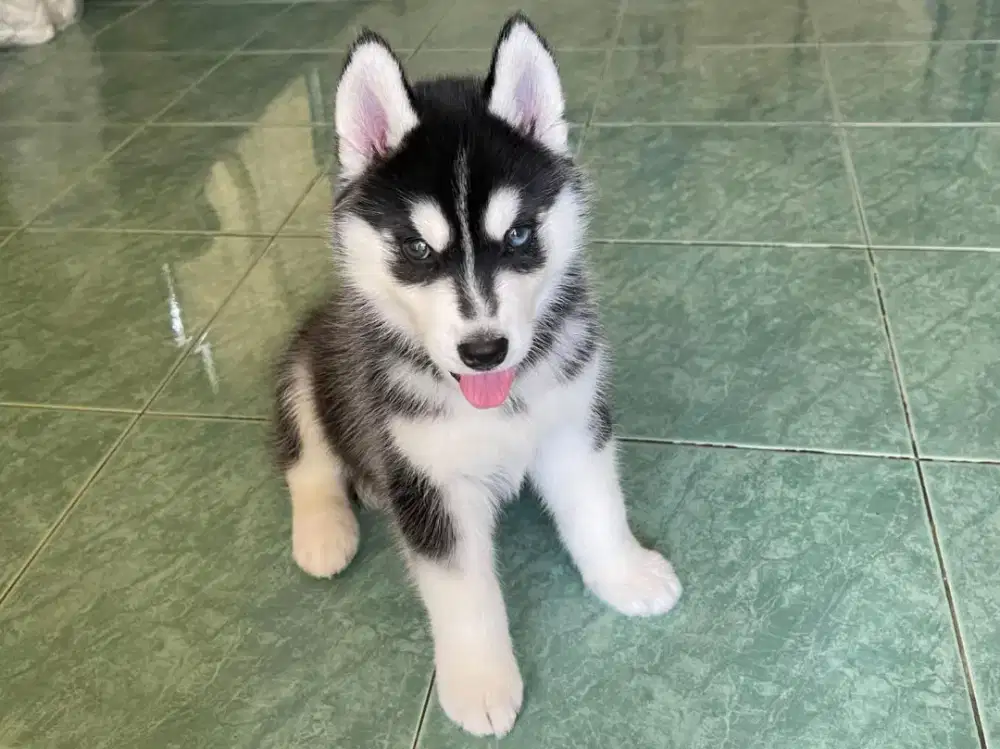 JUAL ANJING SIBERIAN HUSKY