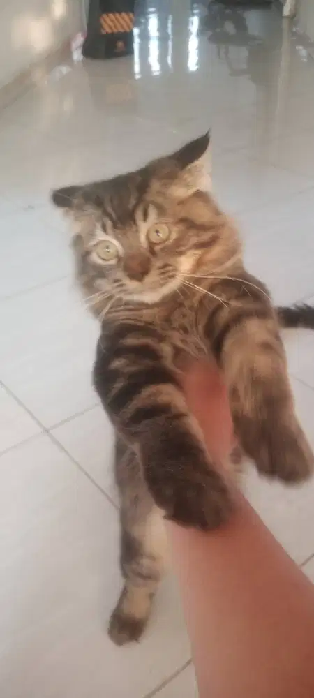 Kucing Jantan Big Bone