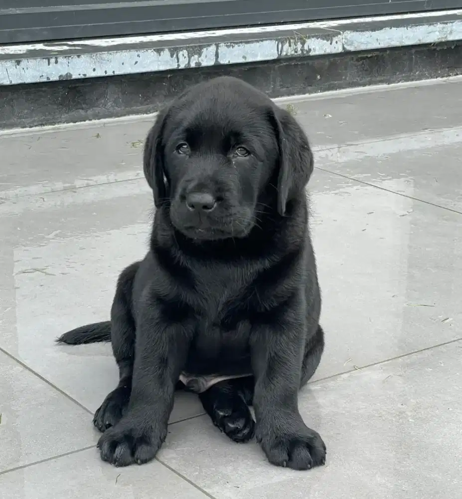 JUAL ANJING LABRADOR RETRIEVER