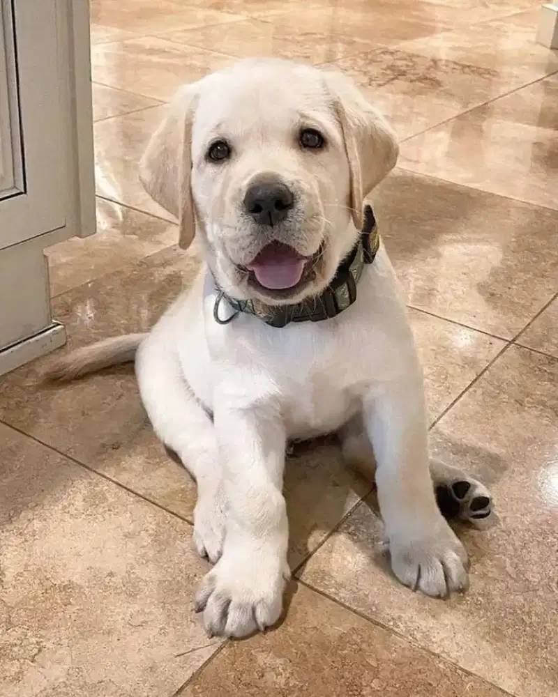 JUAL ANJING LABRADOR RETRIEVER