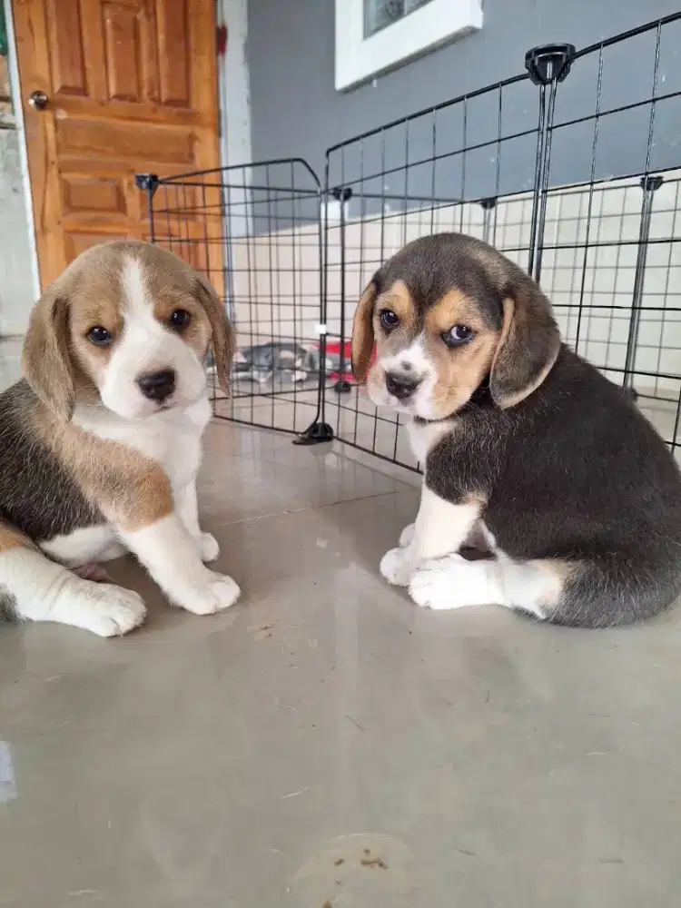JUAL ANJING BEAGLE