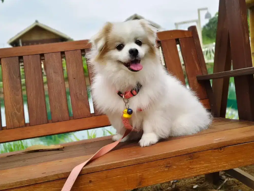 JUAL ANJING POM MIX CHIHUAHUA