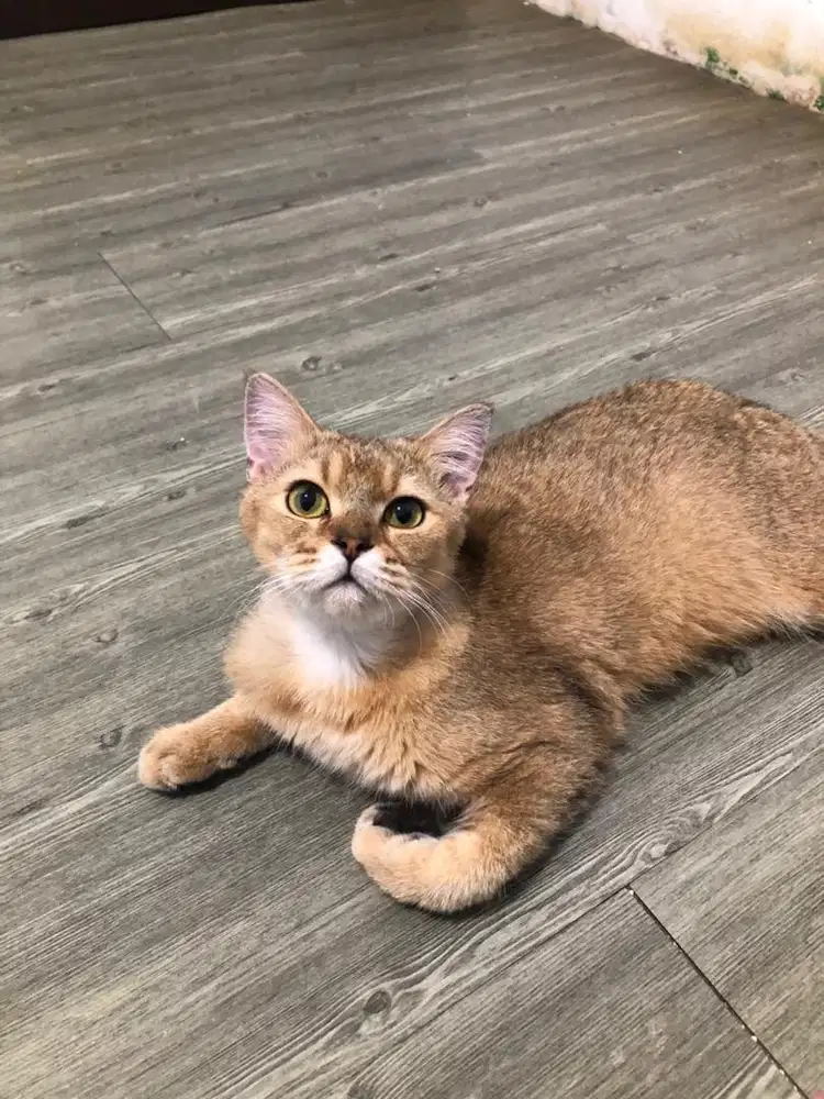 BRITISH SHORT HAIR / BSH GOLDEN