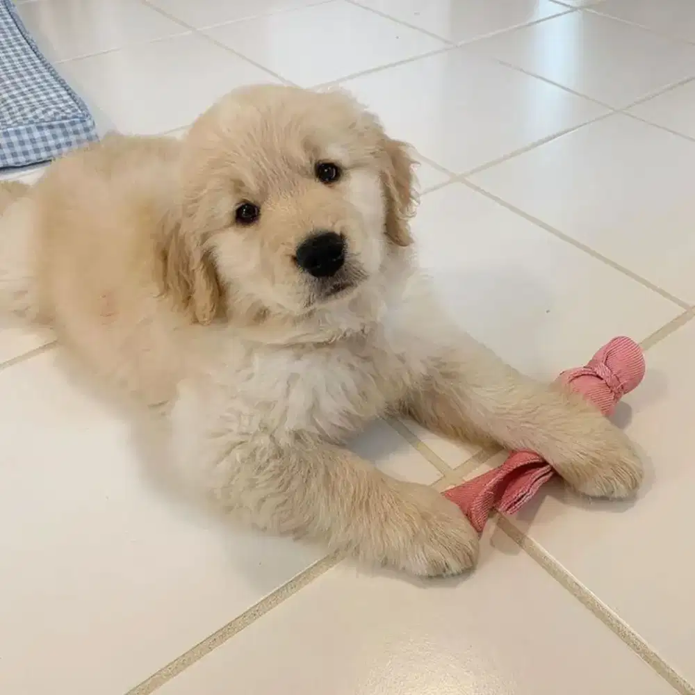 JUAL ANJING GOLDEN RETRIEVER