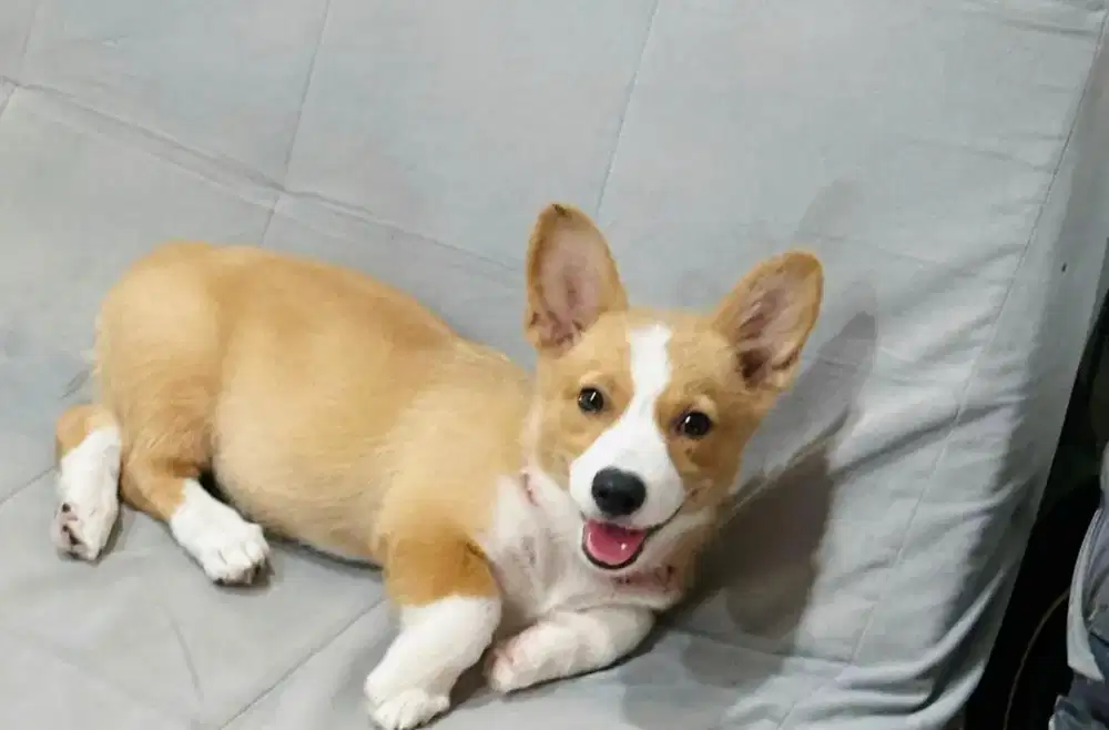 JUAL ANJING PEMBROKE WELSH CORGI