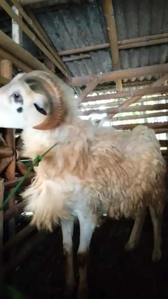 JUAL KAMBING DOMBA 5 EKOR UMUR 3 TAHUN UTAMAKAN BORONGAN
