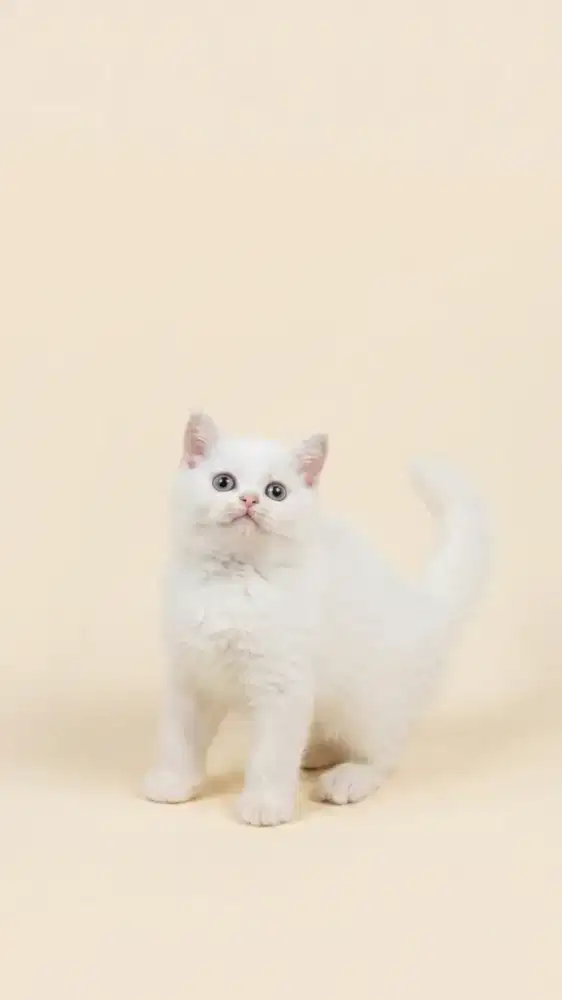 BSH White Solid Female Line Ped CFA