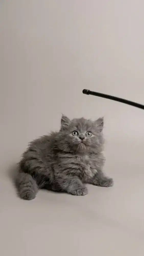 Munchkin British Longhair Blue Jantan