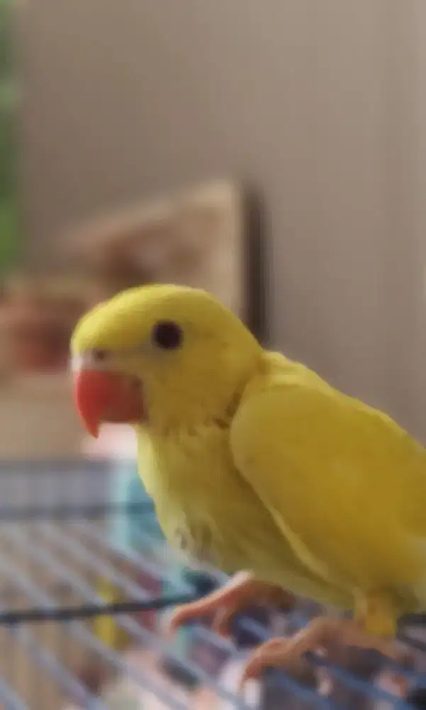 IRN INDIAN RINGNECK LUTINO MM