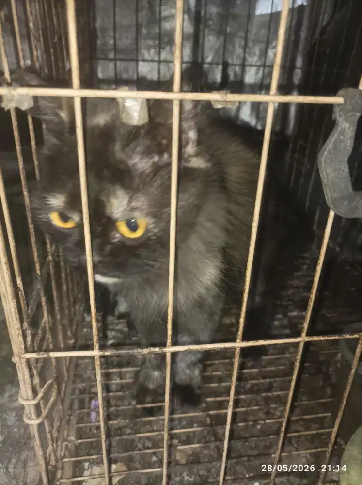 Kucing persia Himalaya