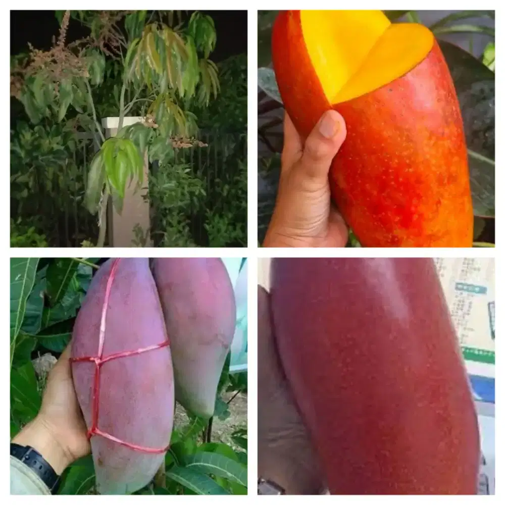 Pohon mangga red ivory full bunga