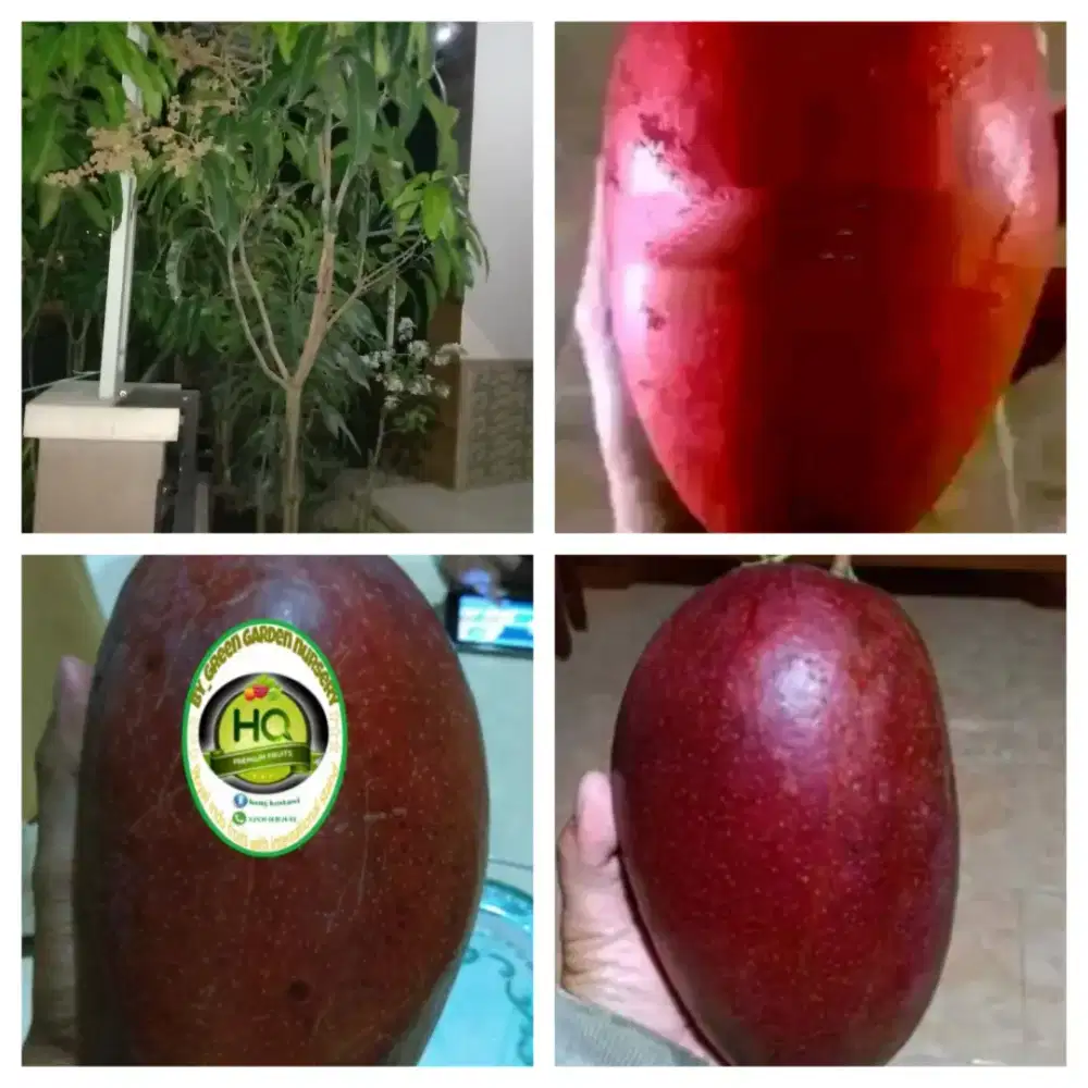 Pohon mangga yuwen serie 6 berbunga