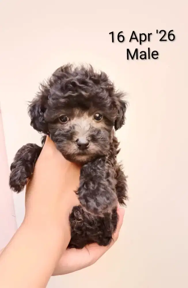 Silver Poodle Puppies