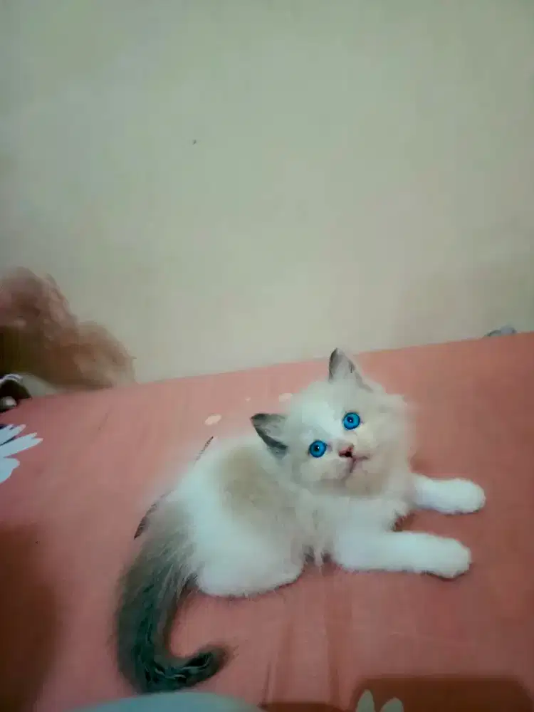 Kucing ragdoll kitten
