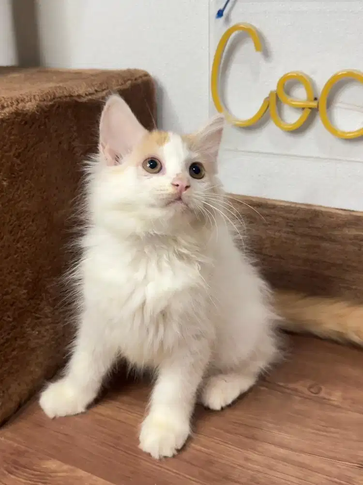 Kitten Kucing Persia