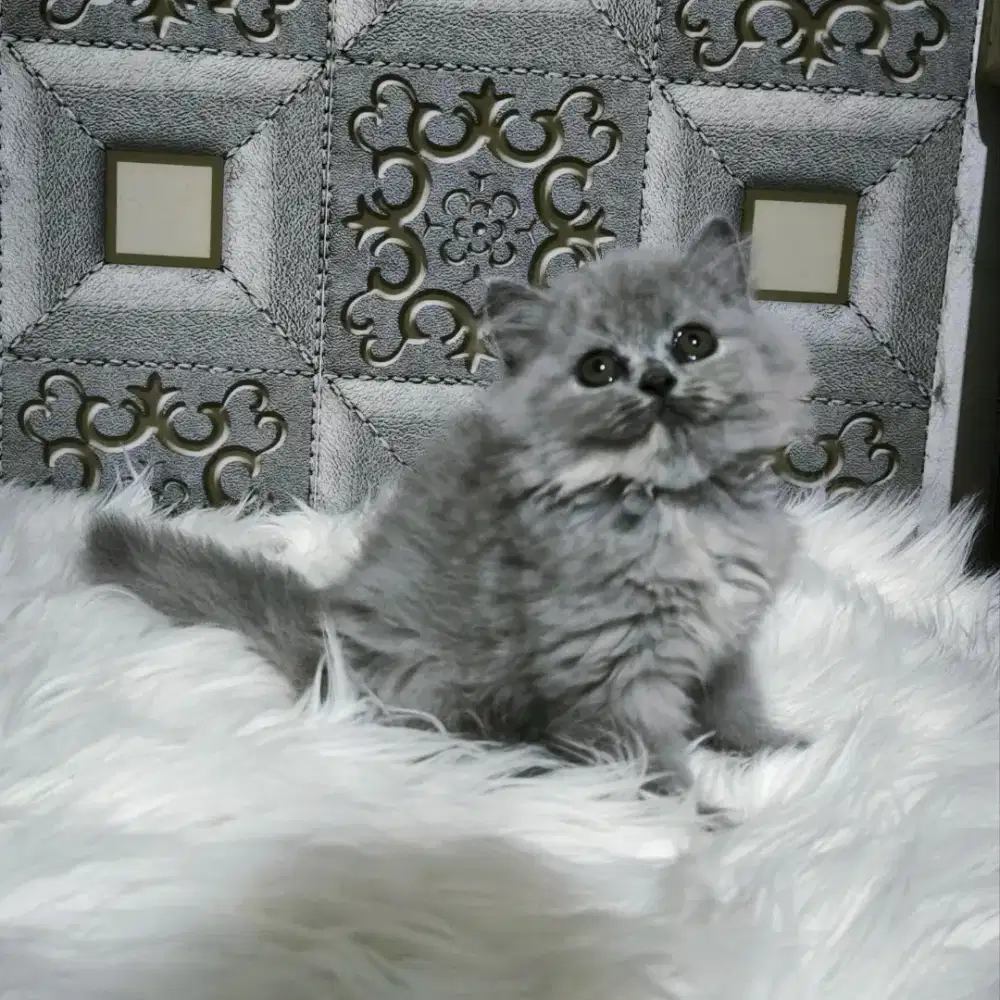 kucing kitten persia flatnose