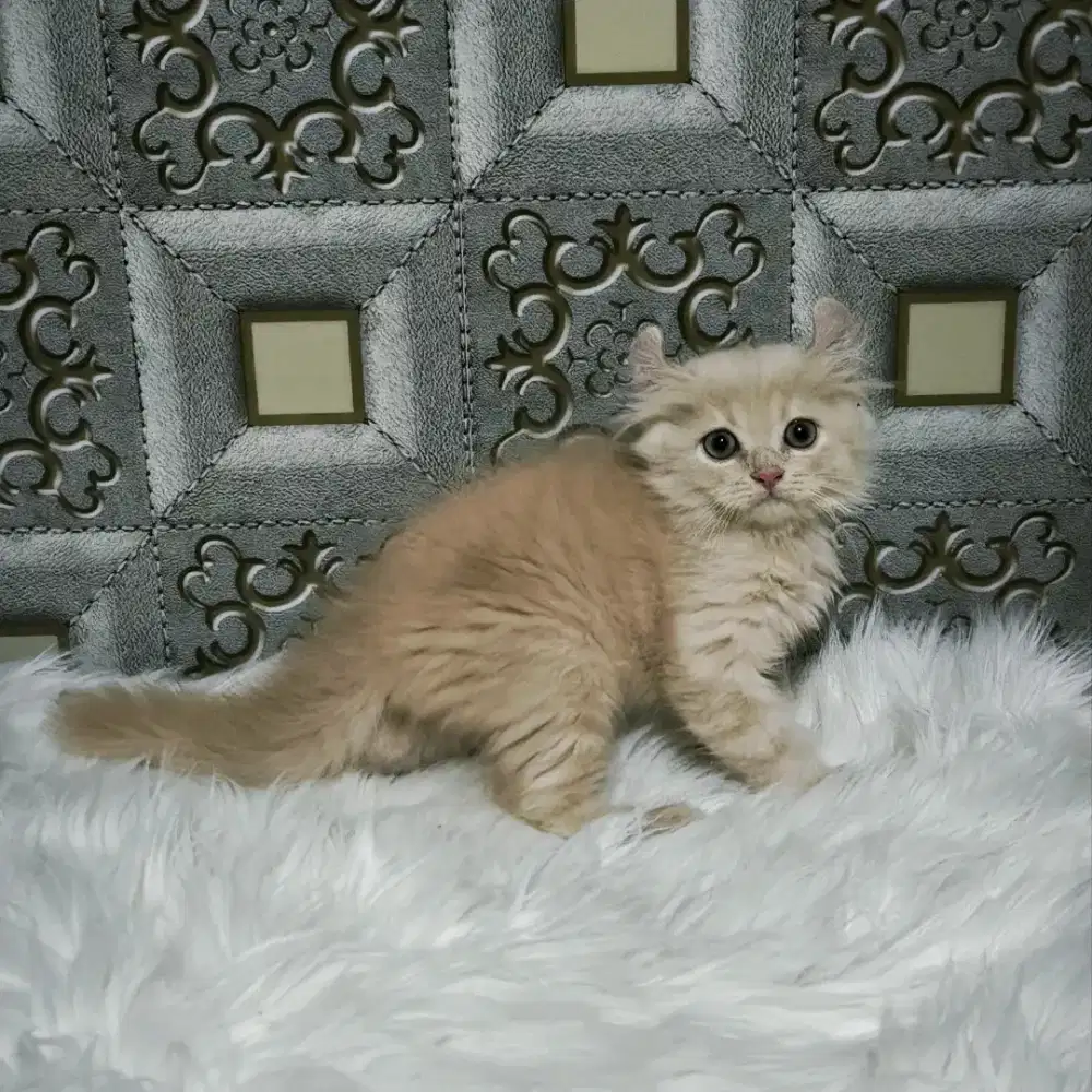 kuncing kitten curly,persia
