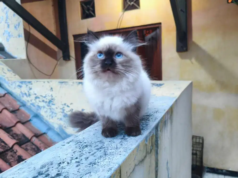 Kucing himalaya