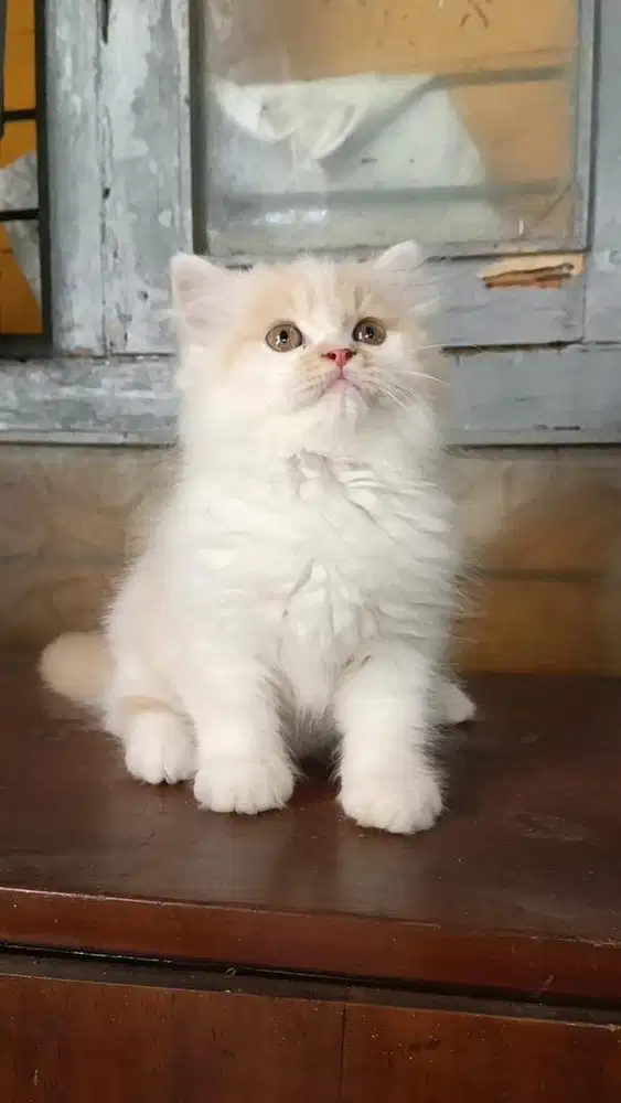 Kitten persia himalaya