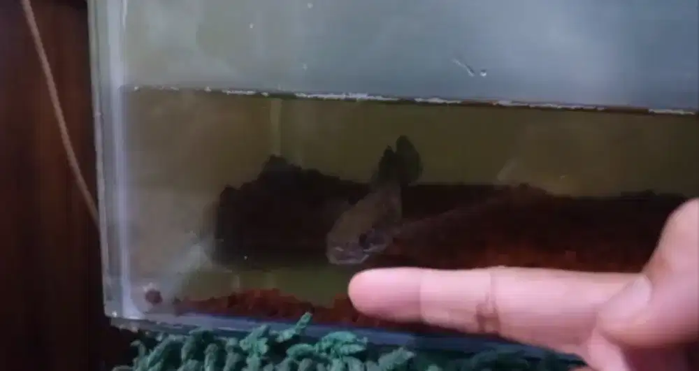 Ikan auranti ukuran ±13-15 cm