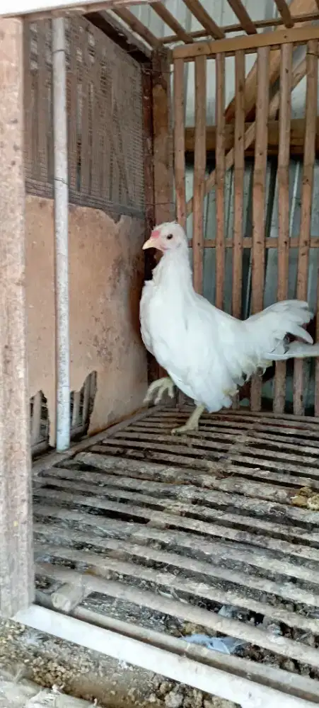 Ayam ga tre tan chau jantan