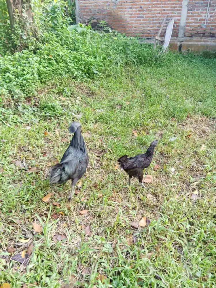 Dijual sepasang ayam cemani asli