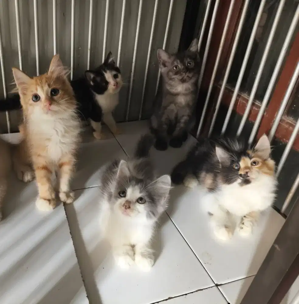 Persia jantan-betina 2,5 bulan