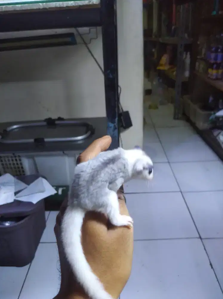 Sugar glider joey 1.5bln