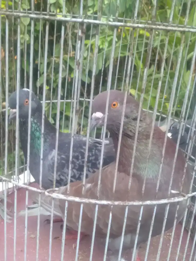 Merpatiku..merpati mu