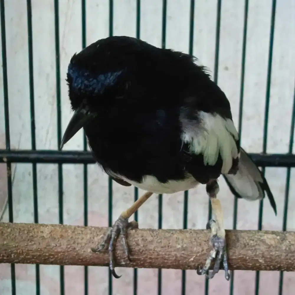 Kacer mapan gacor,