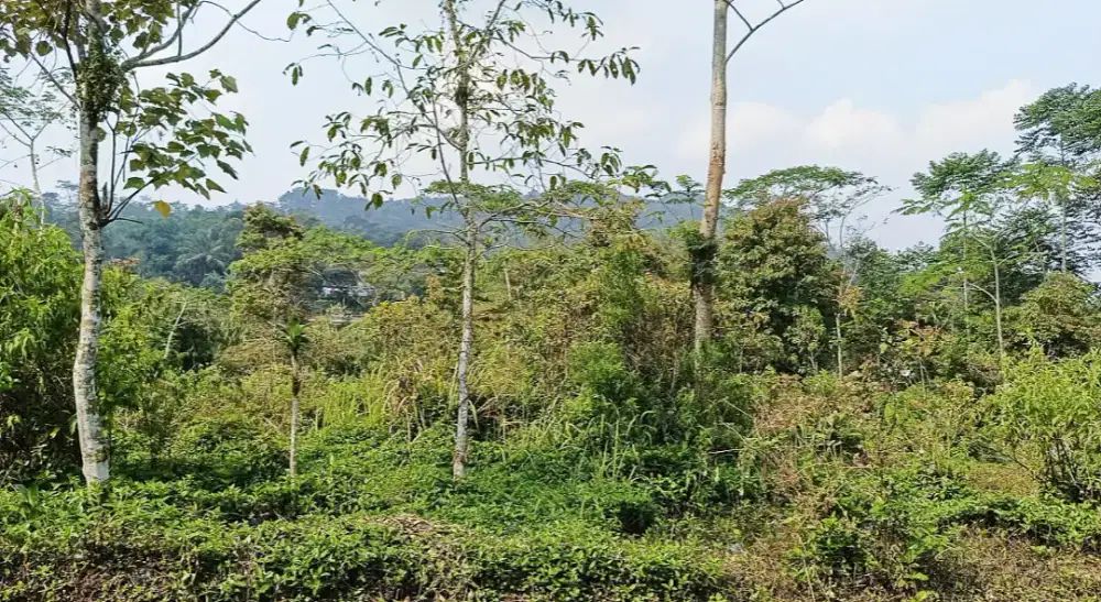 Dijual murah Tanah mainroad di panawangan ciamis dekat pasar &terminal