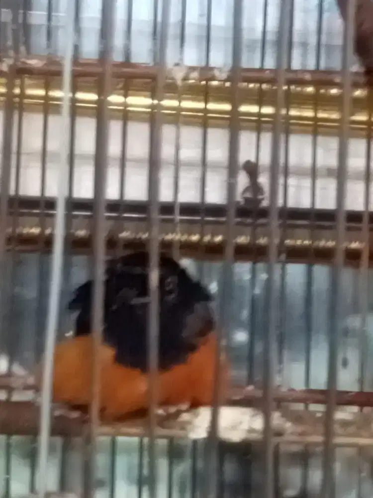 Burung Murai batu Trotol Jantan & Betina