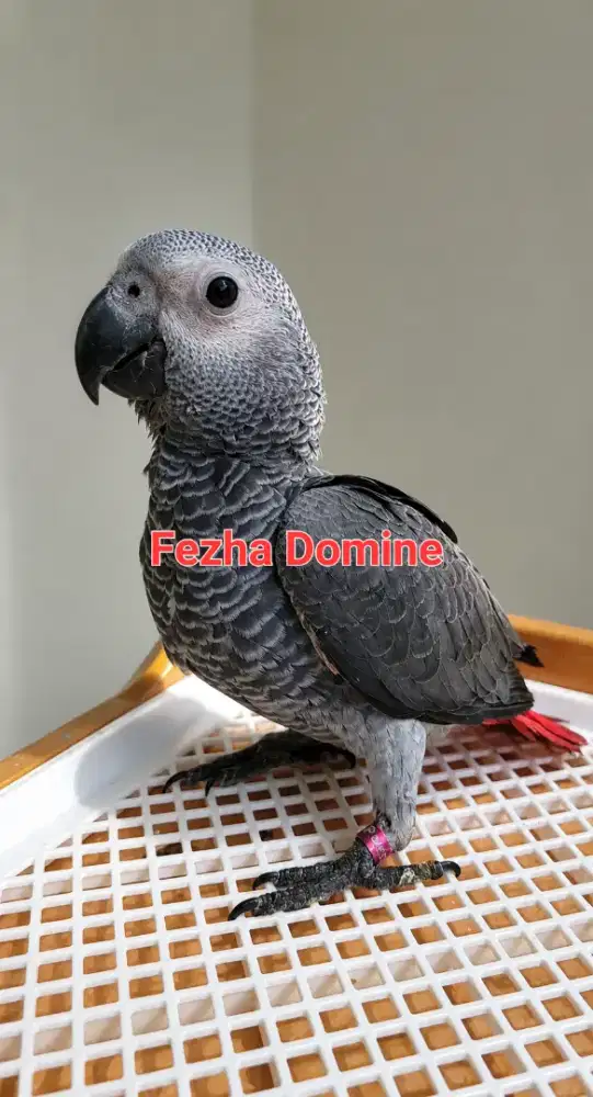 Baby African Grey Jinak Aktif