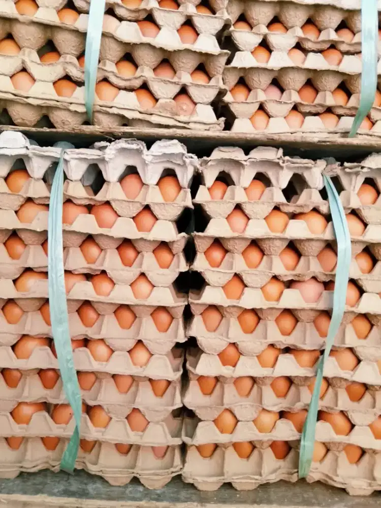 Kuli telur di sunter(anter dan layanin)