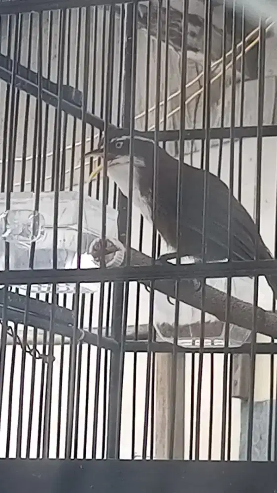 Burung cak kopi. harian bunyi rajin