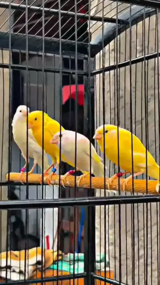 Kenari f1sfbb paud jantan