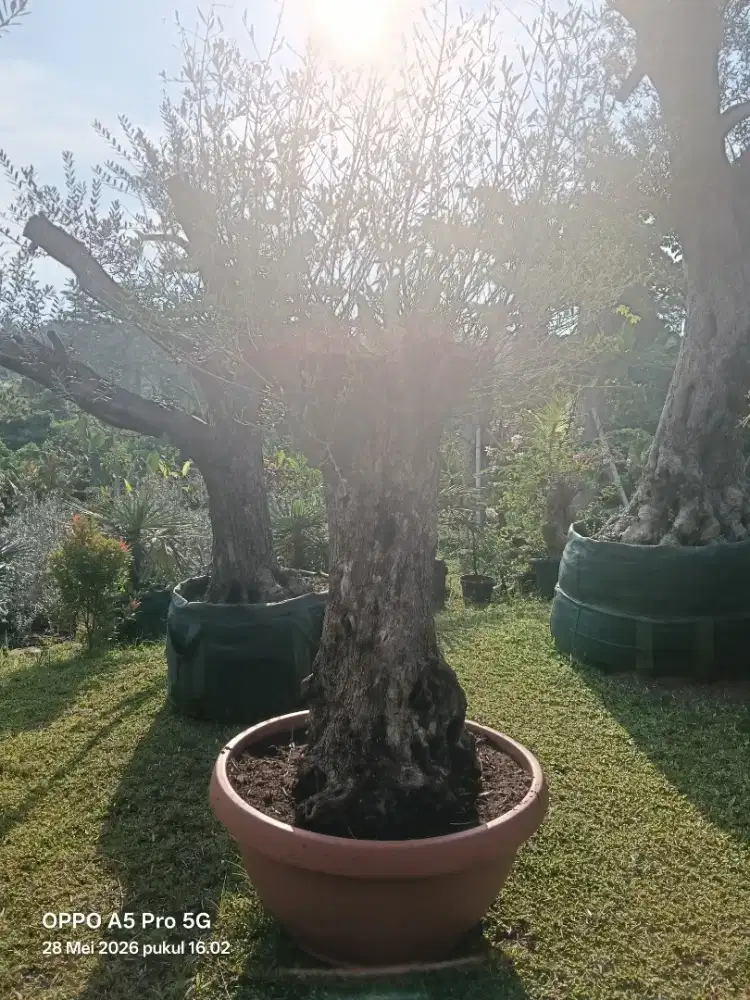 Jual pohon zaitun olive