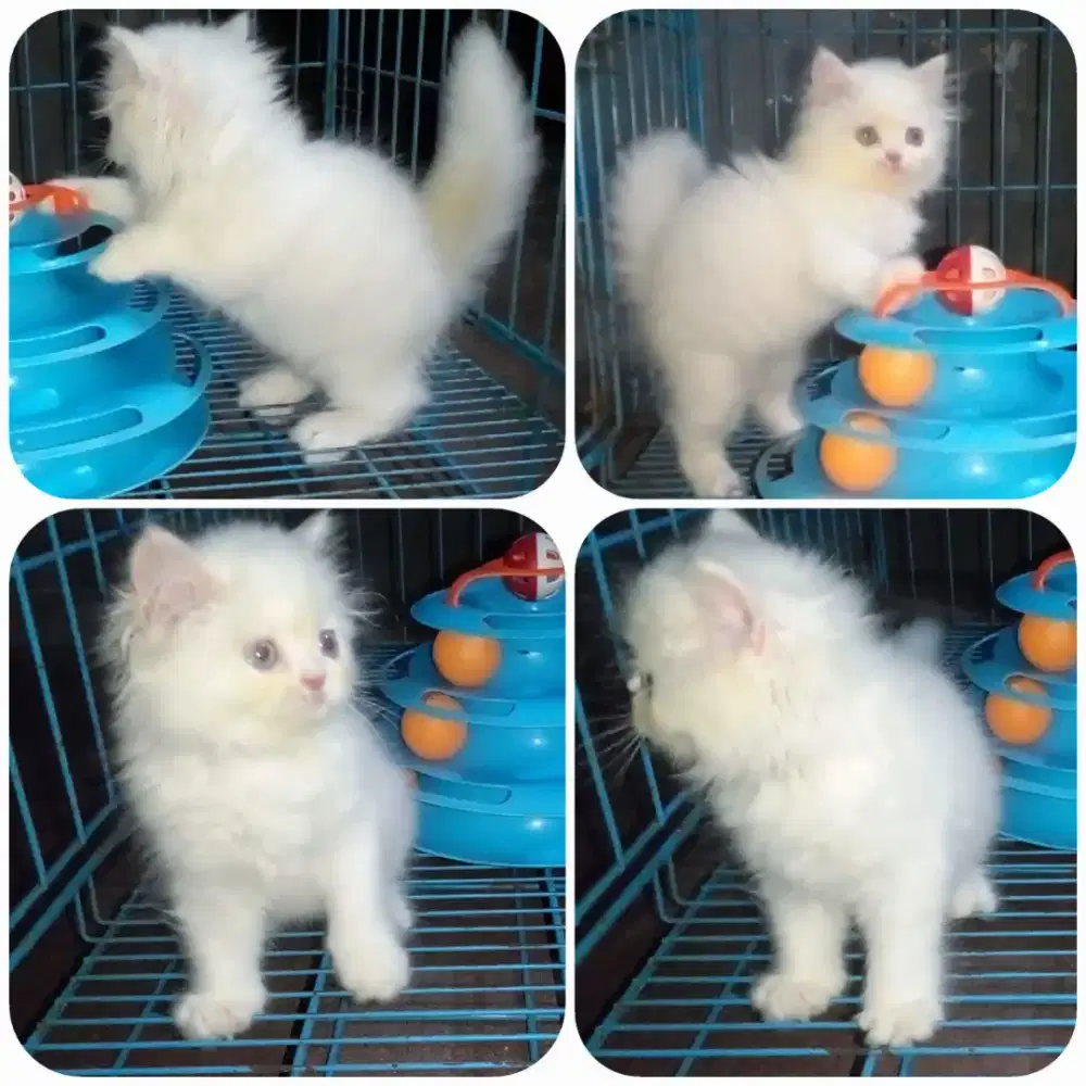 Kitten Persia flatnose