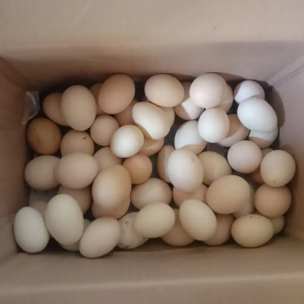 Telur ayam kampung